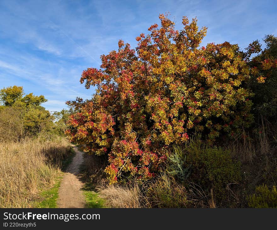 Colorful autumn foliage along a serene walking path in a natural landscape during a clear day