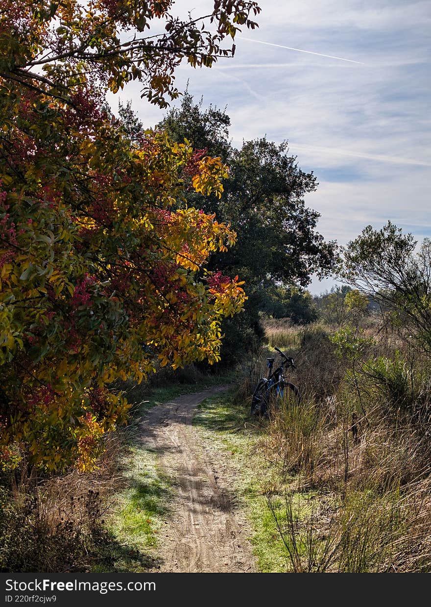 Path through autumn trees with bicycle resting in peaceful natural setting during a clear day