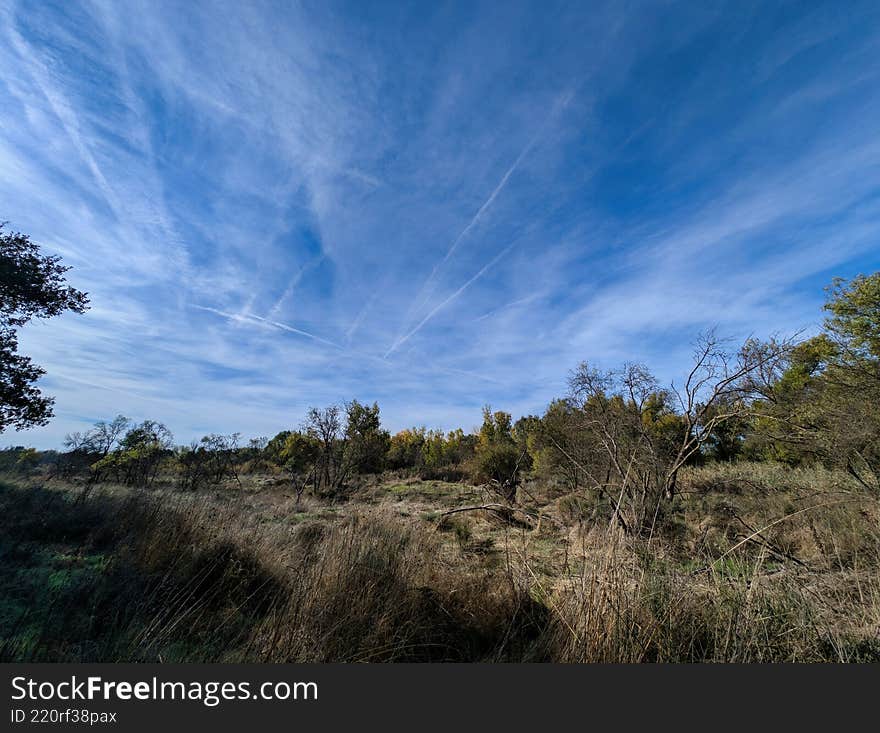 Scenic view of clear blue sky over a natural landscape with trees and open grassland in the afternoon light