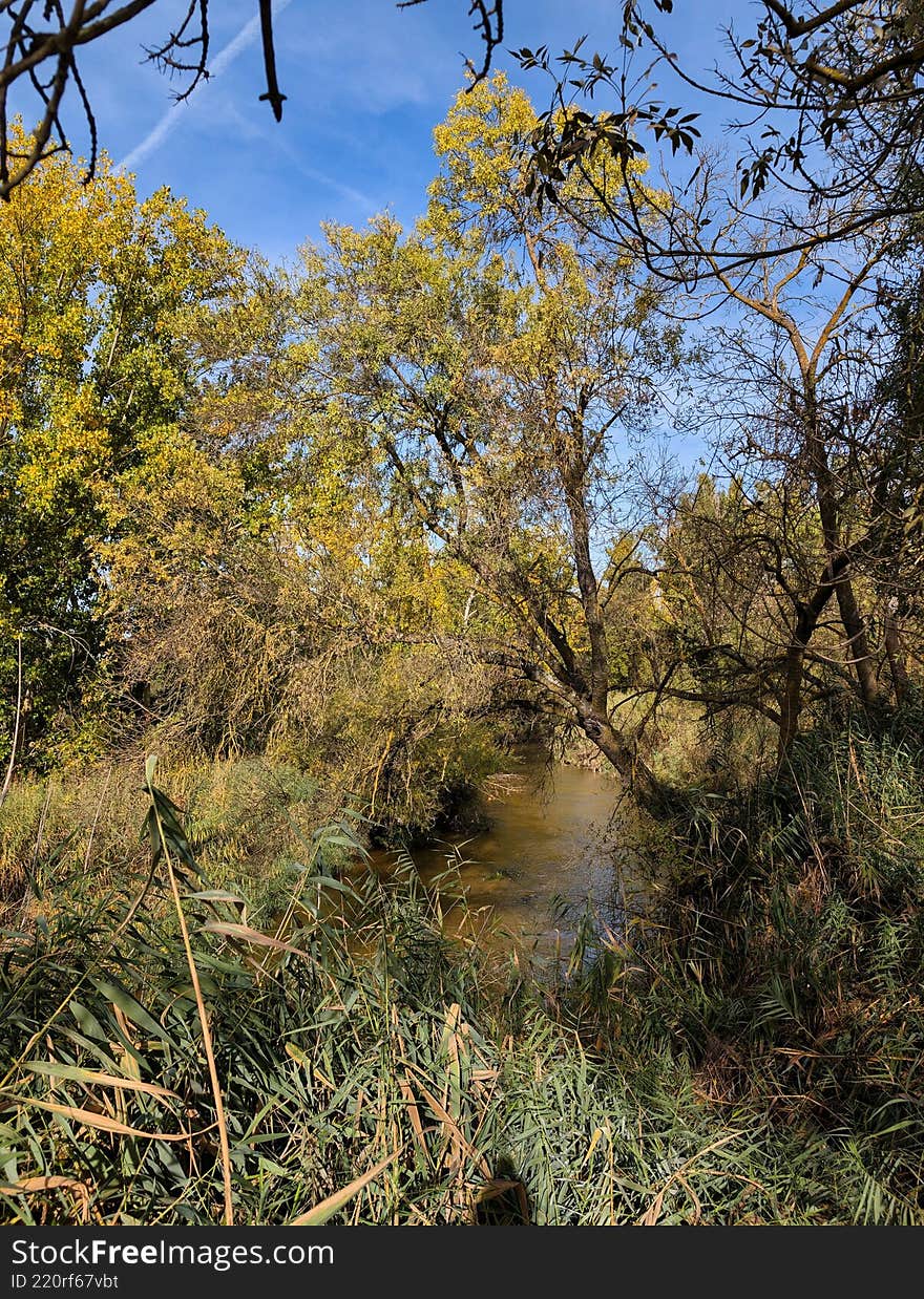 Bright autumn day by the serene stream surrounded by lush trees and greenery in a peaceful natural setting