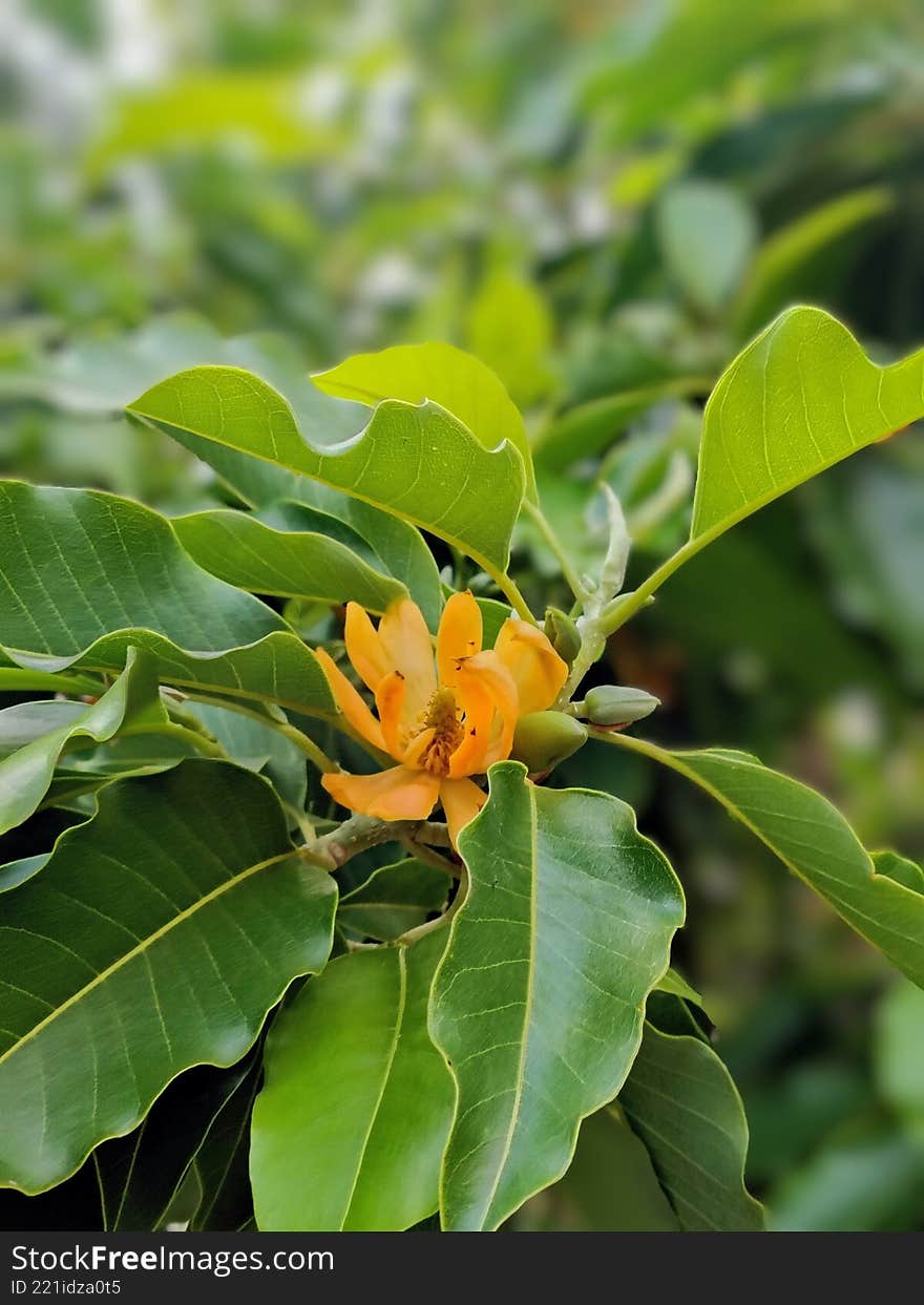 A vibrant orange and yellow Champaca flower (Magnolia champaca or Michelia champaca) captured in a close-up, surrounded by large, lush green leaves. Known for its strong, sweet, and exquisite fragrance, this tropical blossom is highly valued in perfumery and for ceremonial uses in South Asia. The flower is often referred to as the Joy perfume tree. A vibrant orange and yellow Champaca flower (Magnolia champaca or Michelia champaca) captured in a close-up, surrounded by large, lush green leaves. Known for its strong, sweet, and exquisite fragrance, this tropical blossom is highly valued in perfumery and for ceremonial uses in South Asia. The flower is often referred to as the Joy perfume tree.