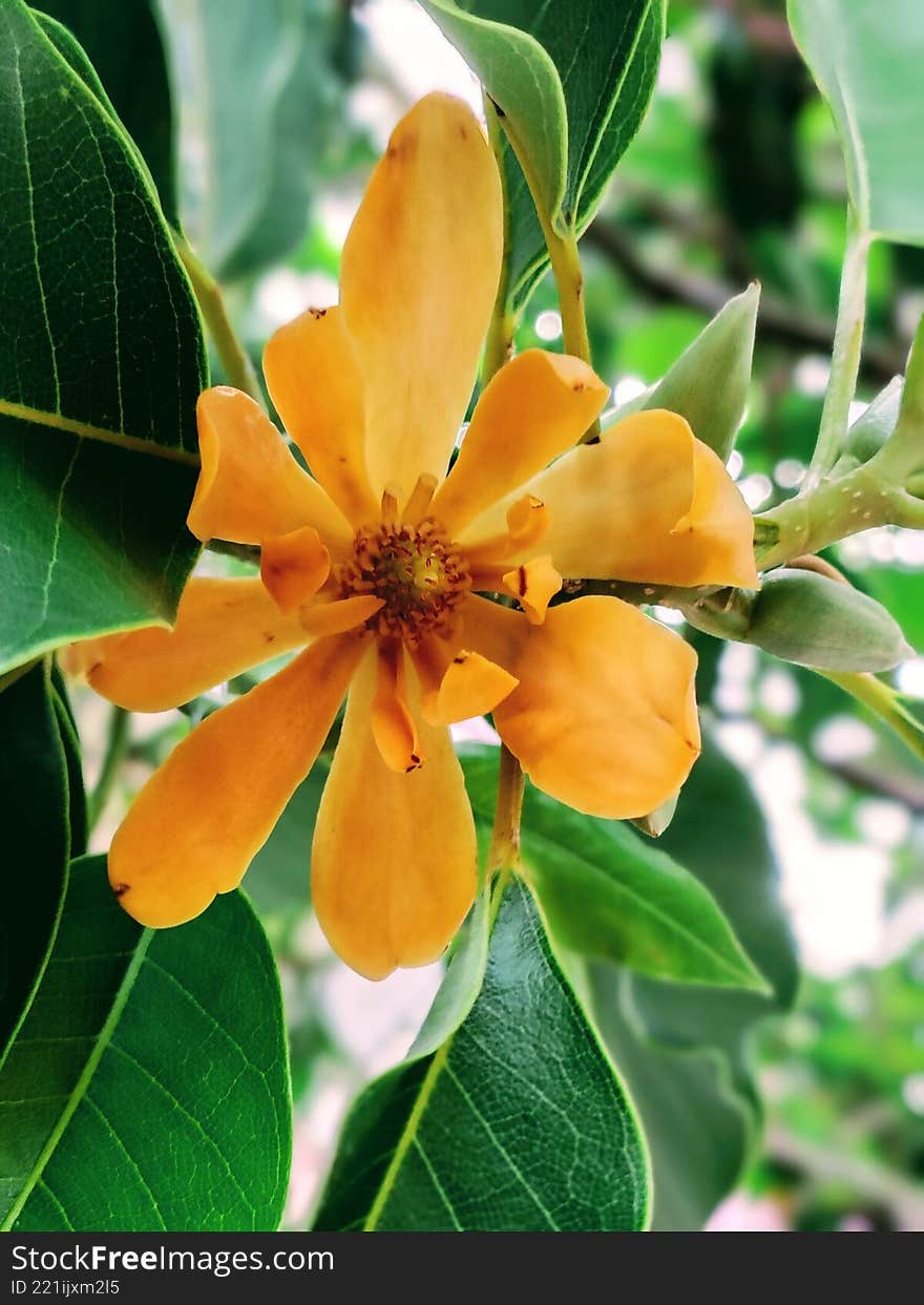 Fully Opened Fragrant Magnolia Champaca Flower