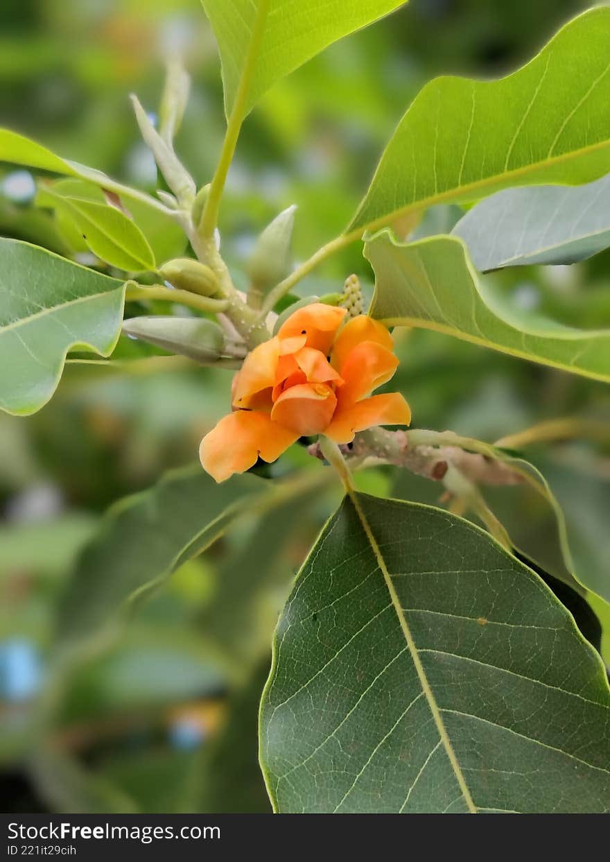 Developing Orange Seed Pods of Champaca Tree