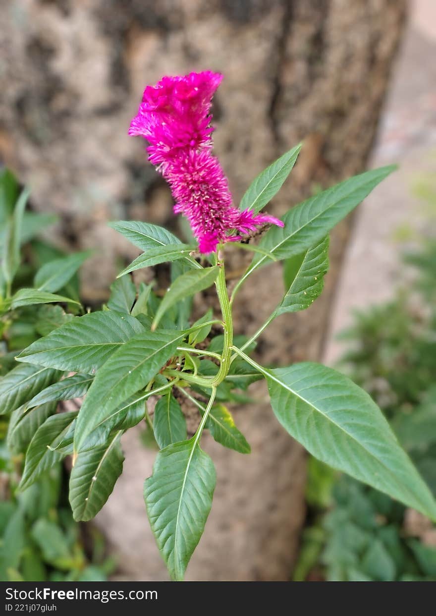 Close-up of Cockscomb or Woolflower Plant