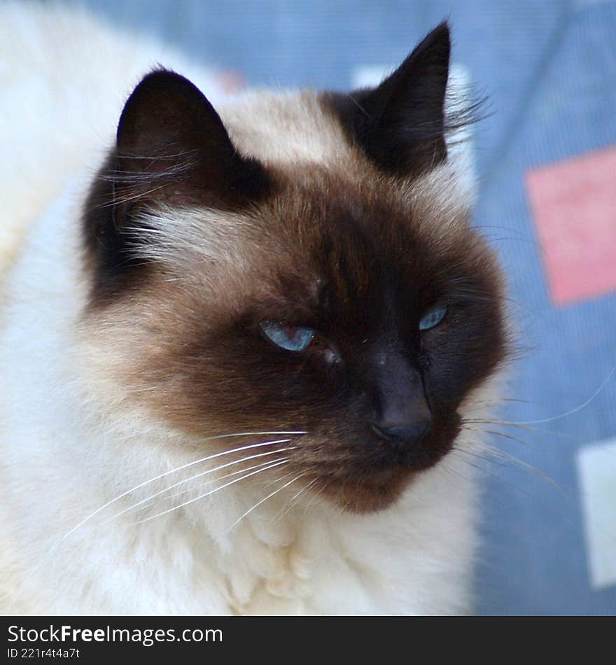 Portrait of an old cat settled comfortably in bed.