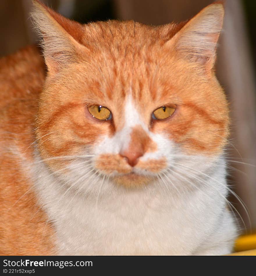 Portrait of an orange-yellow cat with a white chest and enormous whiskers.