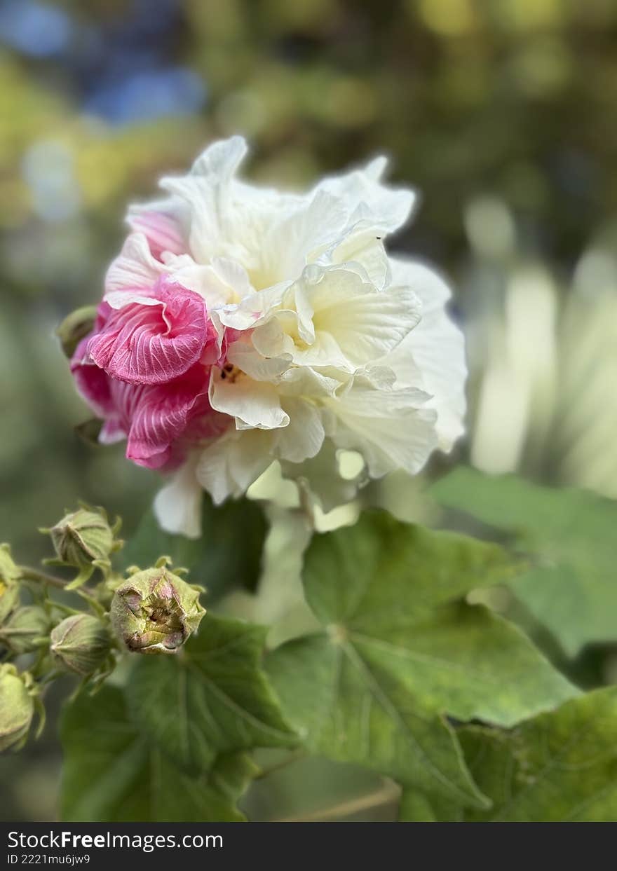 Pink and white confederate rose hibiscus flower