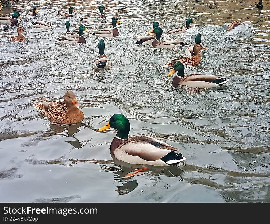 Wild Ducks Swimming Together on a River Surface