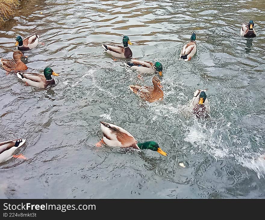 A lively scene of wild ducks swimming and feeding in a river. The birds move actively across the water, creating splashes and ripples. Natural wildlife behavior captured in an outdoor environment. Suitable for themes related to nature, ecology, animal behavior, rivers, and seasonal wildlife activity. A lively scene of wild ducks swimming and feeding in a river. The birds move actively across the water, creating splashes and ripples. Natural wildlife behavior captured in an outdoor environment. Suitable for themes related to nature, ecology, animal behavior, rivers, and seasonal wildlife activity.
