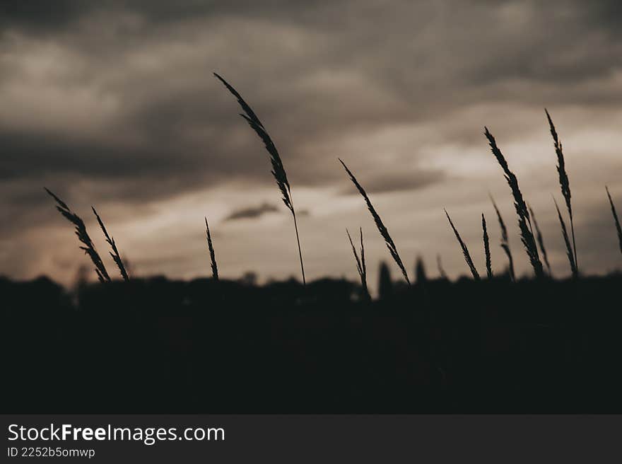 Close-up of delicate wild grass in a field with soft, blurred background. The sunlit grass sways gently in the breeze, creating a