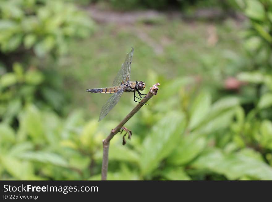 Dragon Fly on a bush