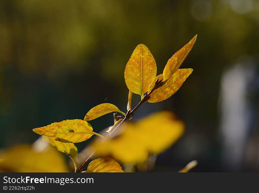 Yellow autumn leaves in soft sunlight.A close-up view of yellow autumn leaves illuminated by soft sunlight, with a smooth bokeh ba