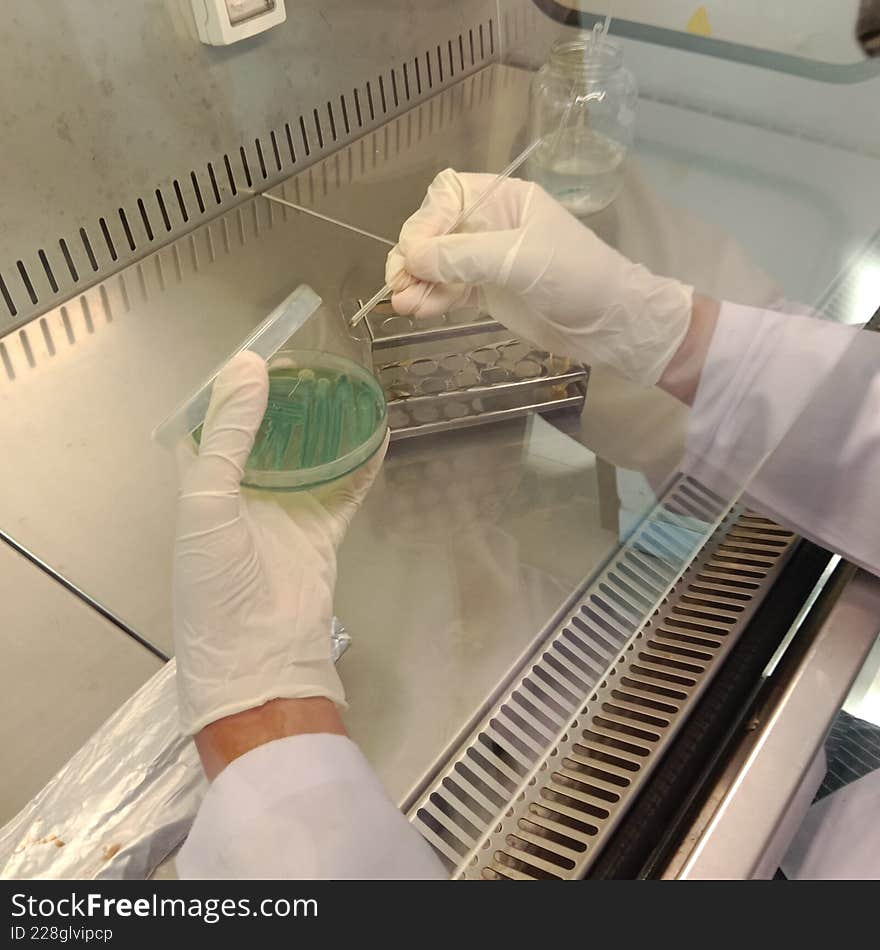 Inoculation of sample in media culture
