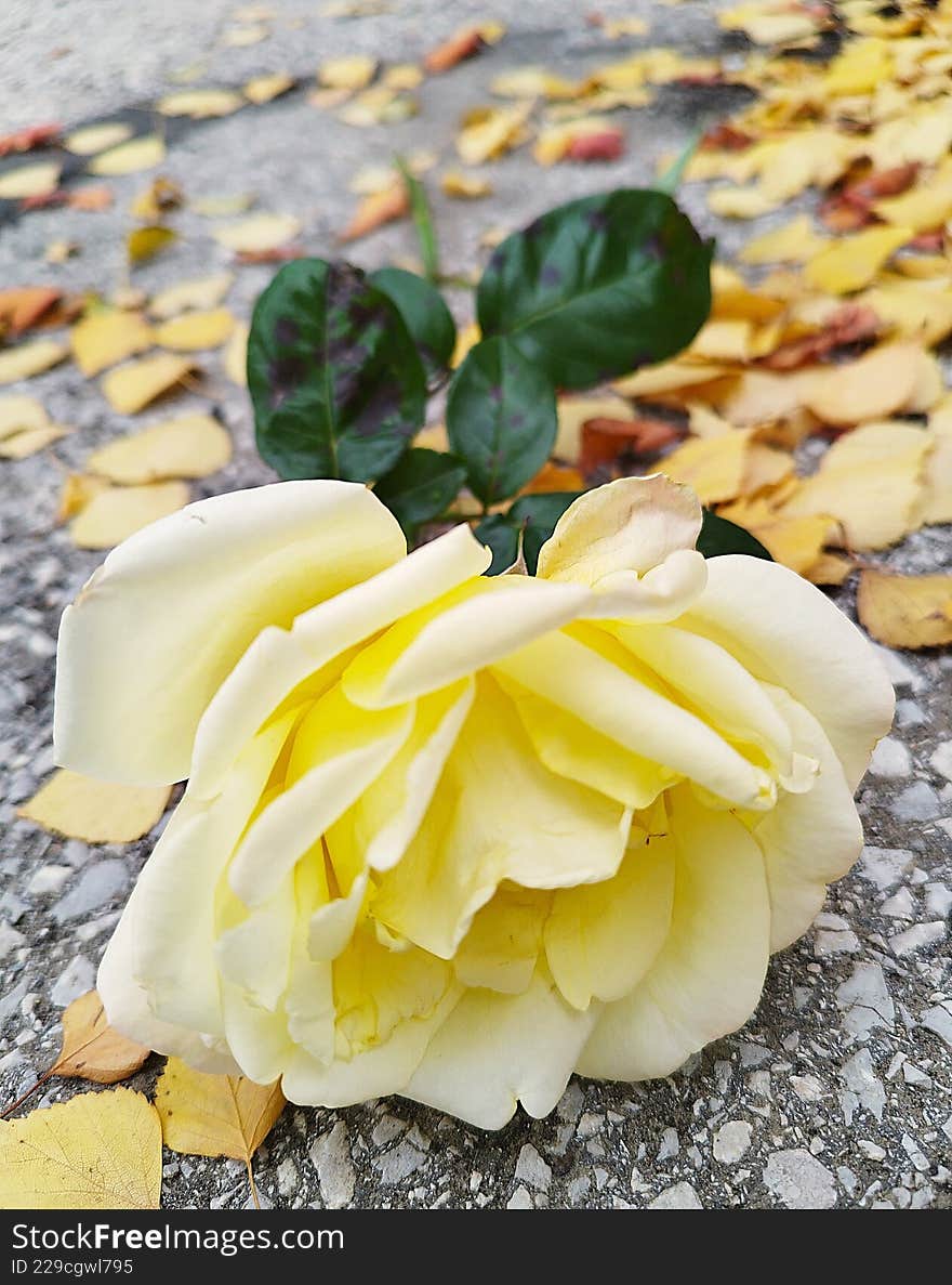 A yellow rose lying on the ground on a sidewalk covered with yellow dry leaves.