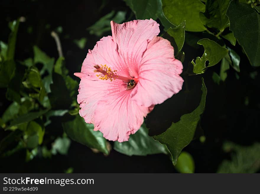Pink hibiscus and a bee