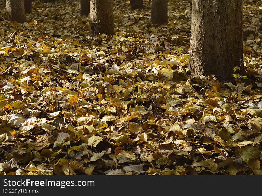 A close-up photo of fallen leaves in an autumn forest. Warm sunlight filters through the branches and leaves, casting soft, layere