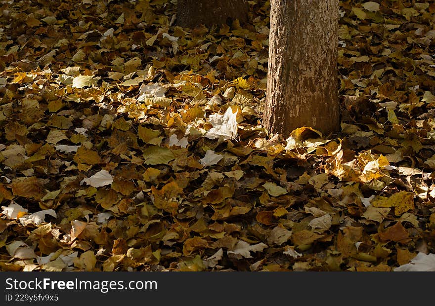 A close-up photograph of fallen autumn leaves on the forest ground, illuminated by soft sunlight filtering through the trees. A tr