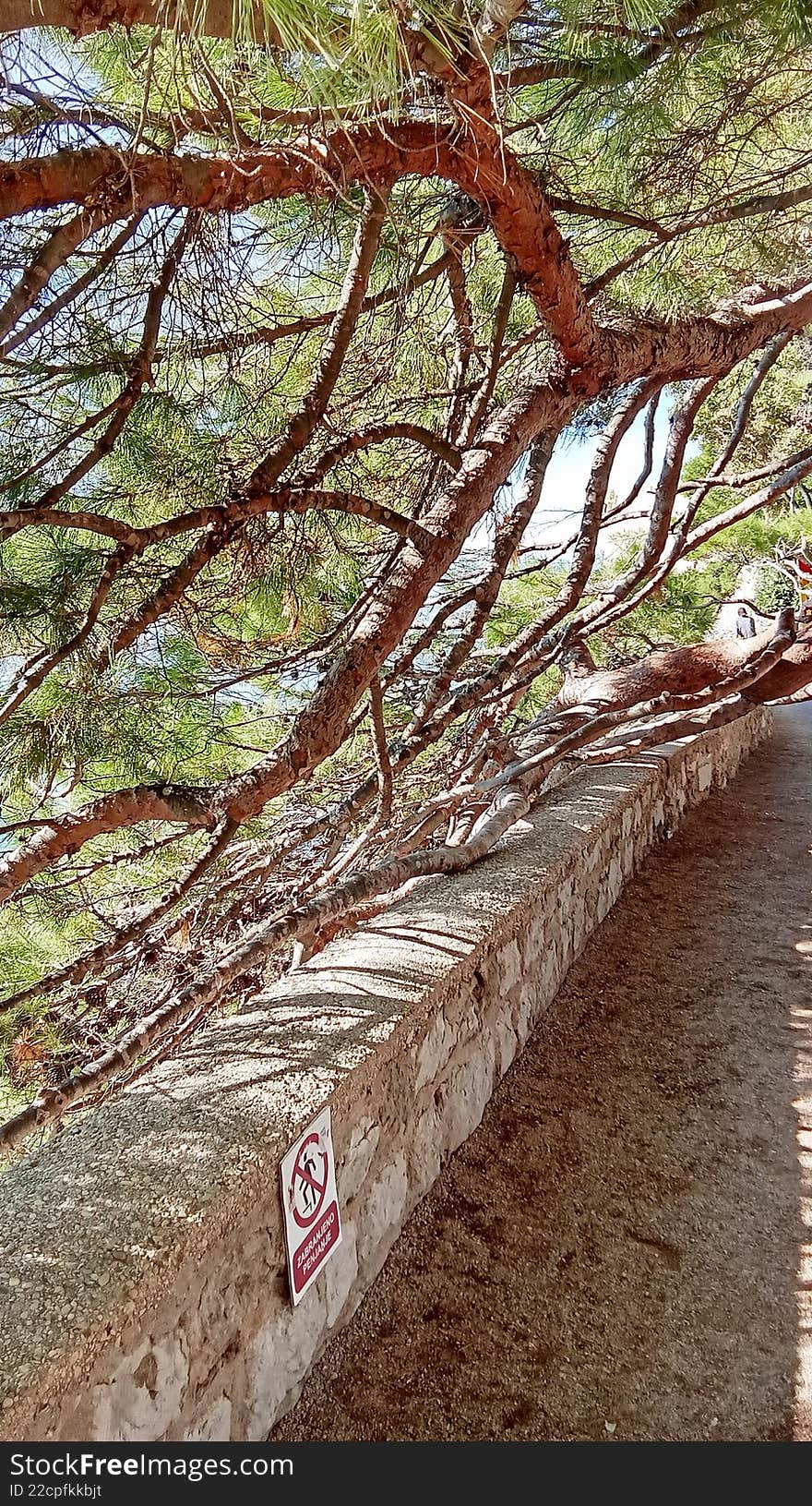 Rows of pine trees stretch along the stone walkway. Pine tree along the promenade.