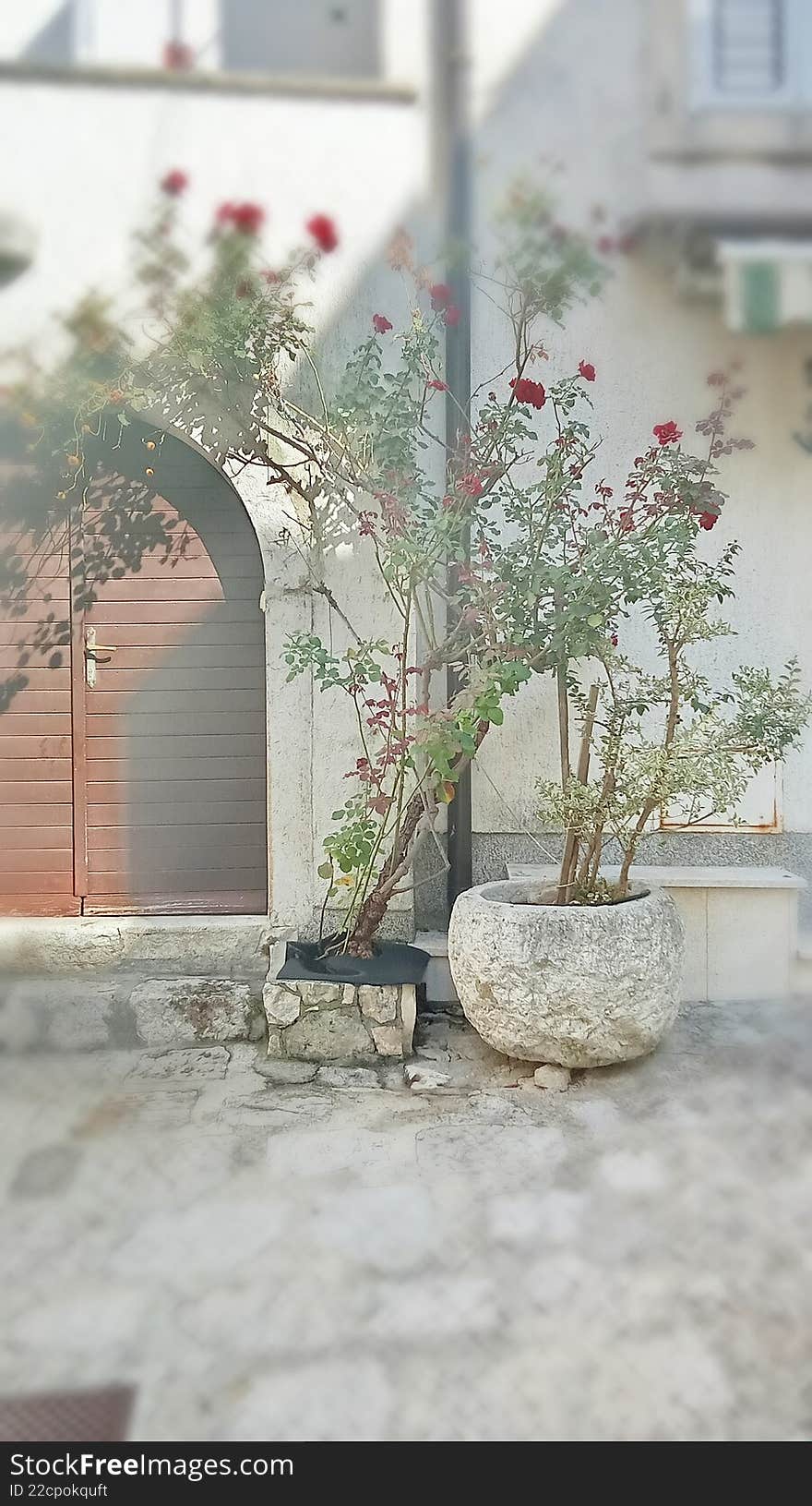 A common decoration on the islands of the Adriatic Sea in Croatia. Rose tree in a stone pot.