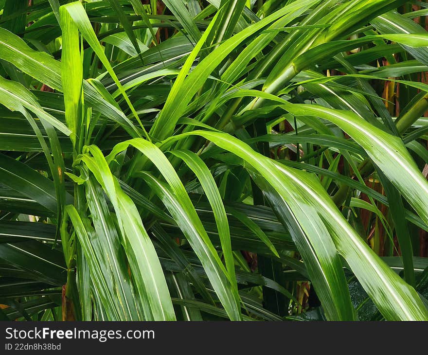 The image captures a dense cluster of long, vibrant green leaves swaying gently in nature. Each blade of foliage stretches in different directions, creating a textured and layered pattern that feels both wild and beautifully organized. The glossy surface of the leaves reflects light, giving them a fresh and lively appearance, as if recently touched by rain or morning dew. The varying shades of green add depth and harmony, reminding us of the calm and balance found in the natural world. This scene evokes peace, purity, and the quiet beauty of plants growing freely in their own rhythm. The image captures a dense cluster of long, vibrant green leaves swaying gently in nature. Each blade of foliage stretches in different directions, creating a textured and layered pattern that feels both wild and beautifully organized. The glossy surface of the leaves reflects light, giving them a fresh and lively appearance, as if recently touched by rain or morning dew. The varying shades of green add depth and harmony, reminding us of the calm and balance found in the natural world. This scene evokes peace, purity, and the quiet beauty of plants growing freely in their own rhythm.