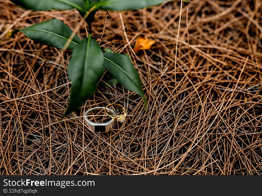 Gold and silver wedding rings placed delicately on a bed of dry pine needles