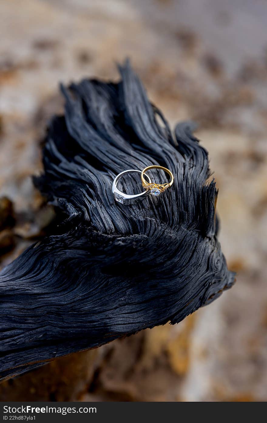 Two wedding rings sitting on a piece of driftwood. Two wedding rings sitting on a piece of driftwood
