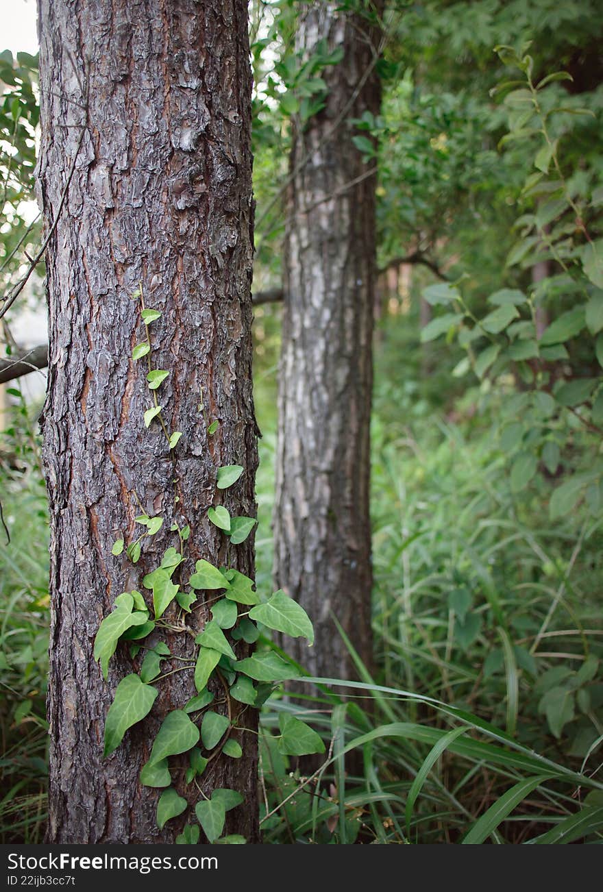 Close-Up of Tree Trunk with Green Climbing Vines in a Forest.A close-up photograph of a tree trunk covered with fresh green climbi