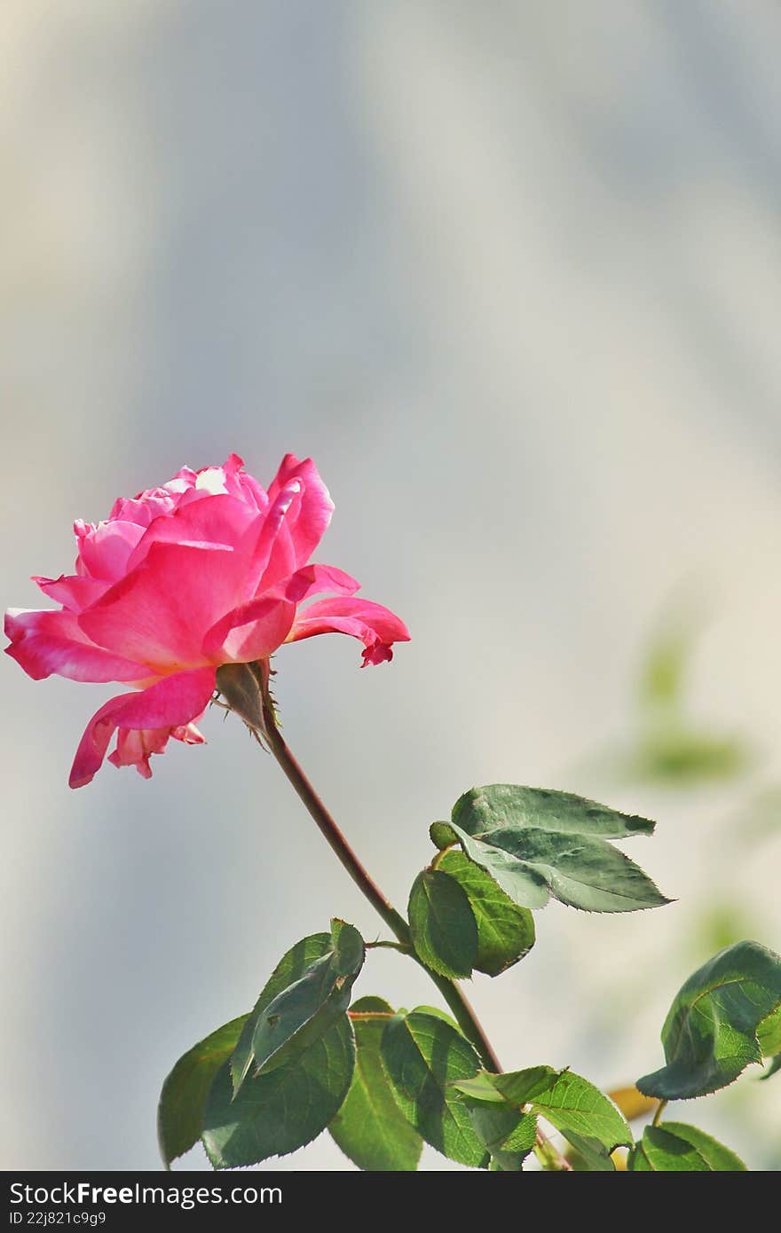 Vibrant Pink Rose on Stem with Ample Copy Space