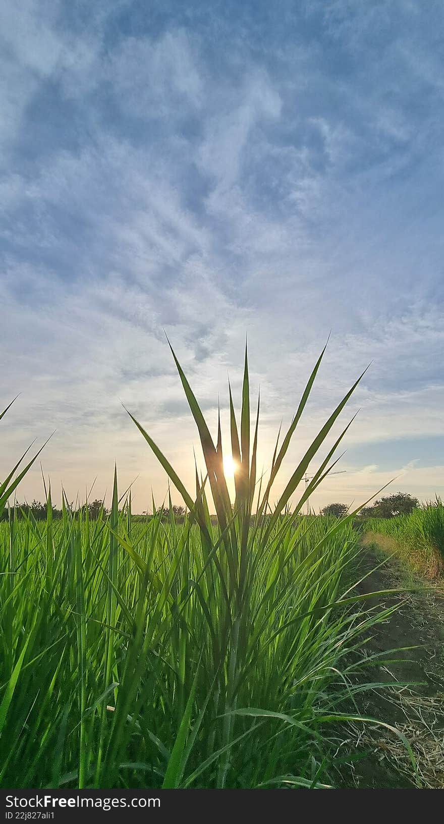 Sunburst through Tall Green Grass in Farmland