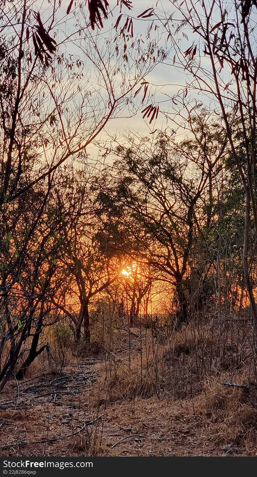 Sun Peeking Through Dry Forest Thicket at Sunset