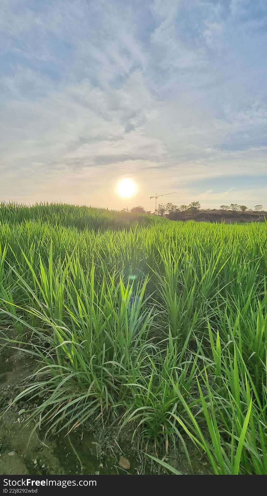 Sunrise Over Lush Green Crop Field