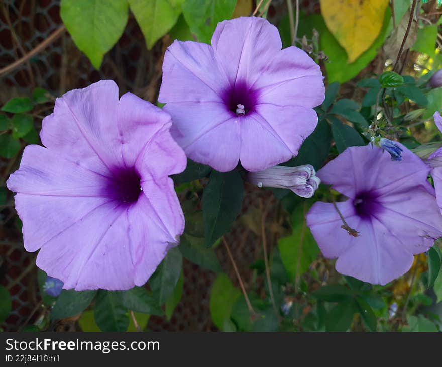 Trio of Soft Purple Morning Glory Flowers