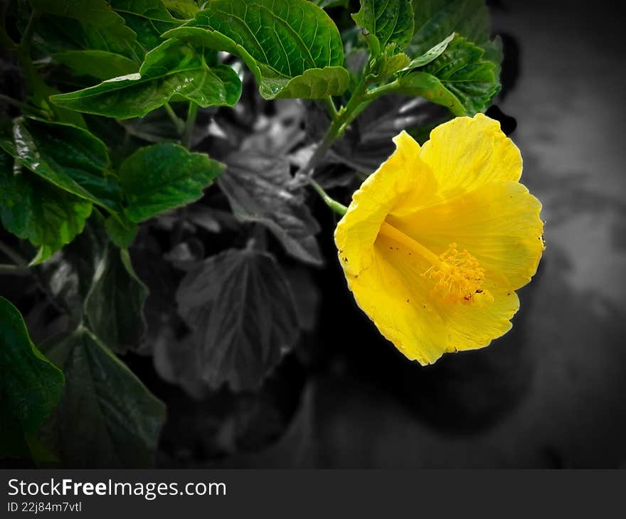 Yellow Hibiscus Bloom with Selective Color Effect