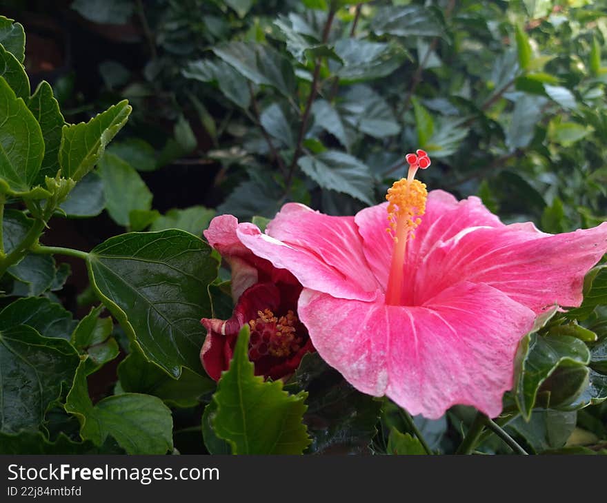 Detailed Close-up of Vibrant Pink Hibiscus Flower