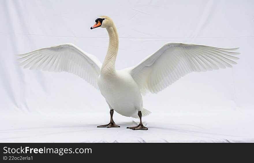 A mute swan Cygnus olor stands with its wings outstretched against a plain white background. The swan features a distinctive orange bill with a black knob at the base. Its feathers are pristine white and it has a long elegant neck. Its legs are dark and the webbed feet are visible on the surface. The wingspan showcases the bird s large size and graceful plumage. The neutral background emphasizes the swan s elegant form and intricate feather detail.