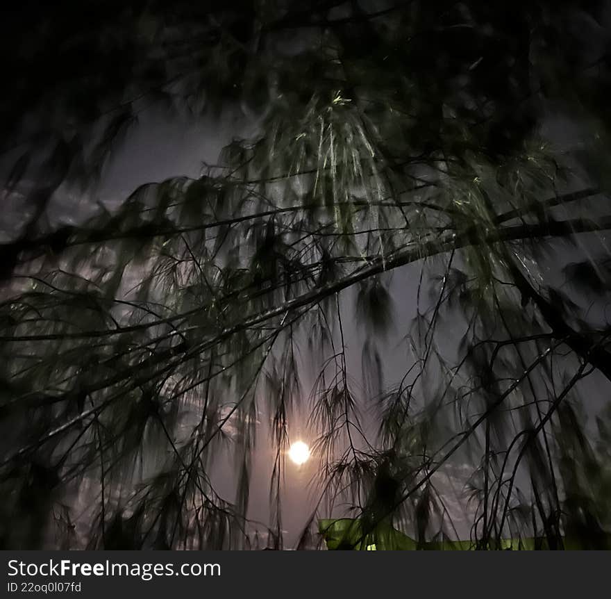 An atmospheric, dark photograph capturing the solitary light of the moon seen through the silhouetted branches of a weeping tree. The low-angle perspective emphasizes the overhanging leaves, suggesting a sense of tranquility, mystery, and deep night. Perfect for themes related to nature, solitude, and the nocturnal world. An atmospheric, dark photograph capturing the solitary light of the moon seen through the silhouetted branches of a weeping tree. The low-angle perspective emphasizes the overhanging leaves, suggesting a sense of tranquility, mystery, and deep night. Perfect for themes related to nature, solitude, and the nocturnal world.