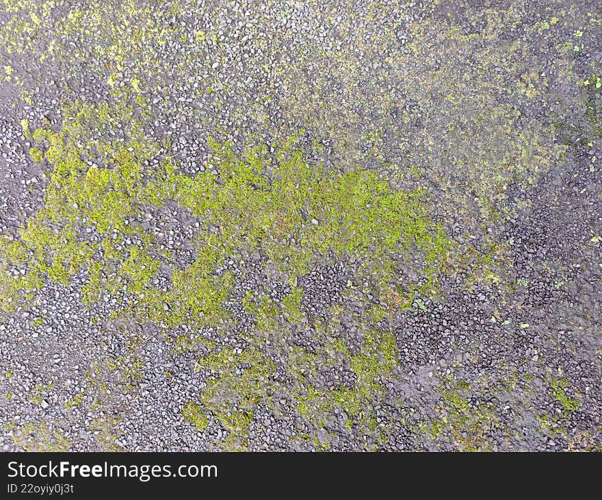 Vibrant Green Moss Growing on Dark Grey Gravel and Rocky Ground Surface