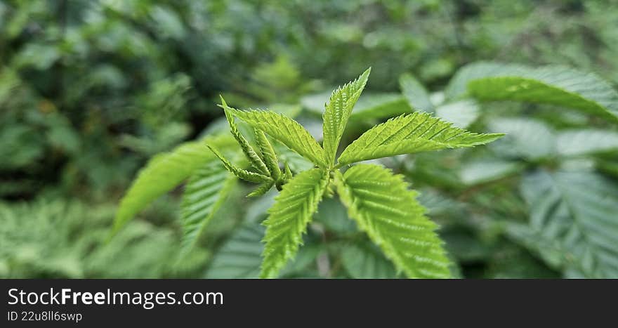 A close-up macro of a young, newly opened shoot of wild blackberry featuring bright green, fresh foliage