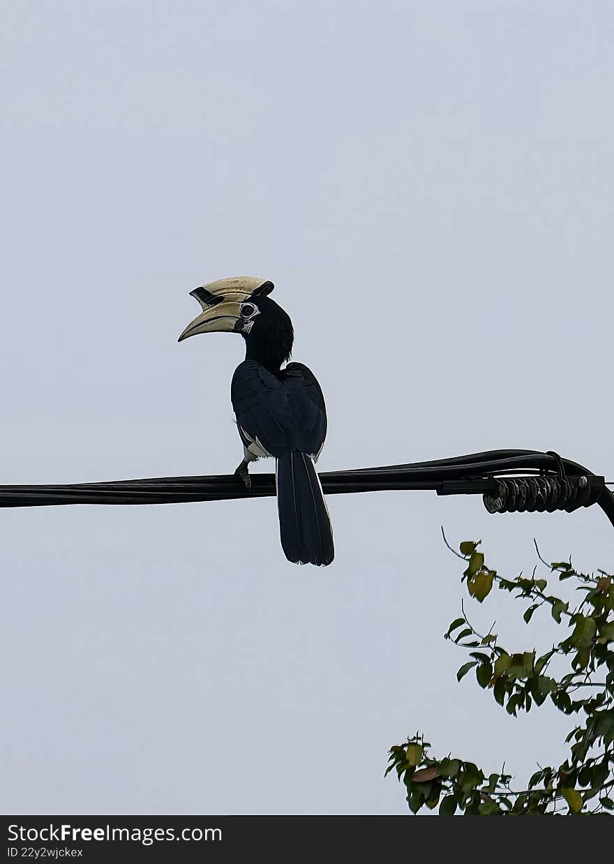 Hornbill perched on electrical wire against gray sky, showcasing casque and interaction between wildlife and urban infrastructure.