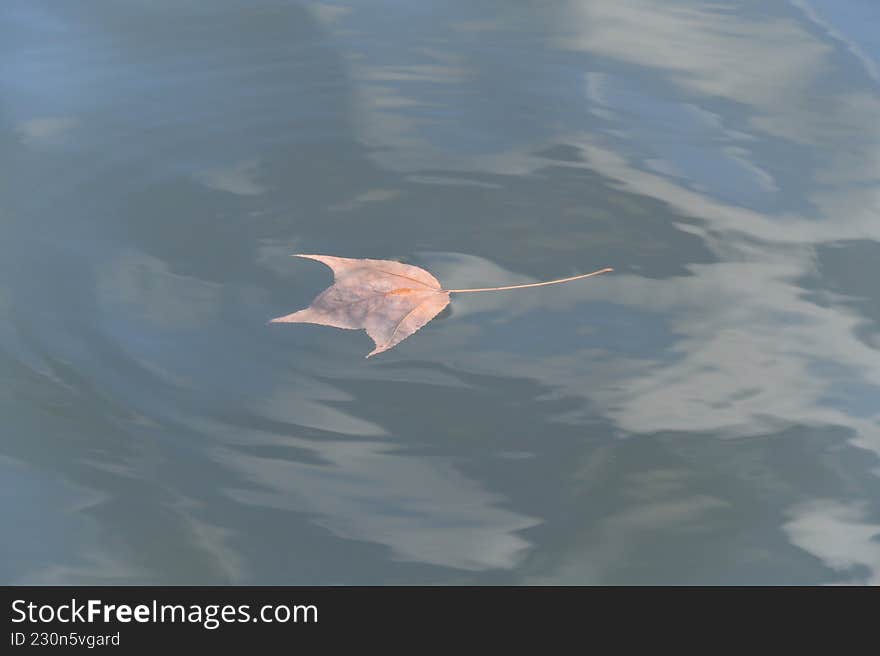 Dry leaves above water in pond