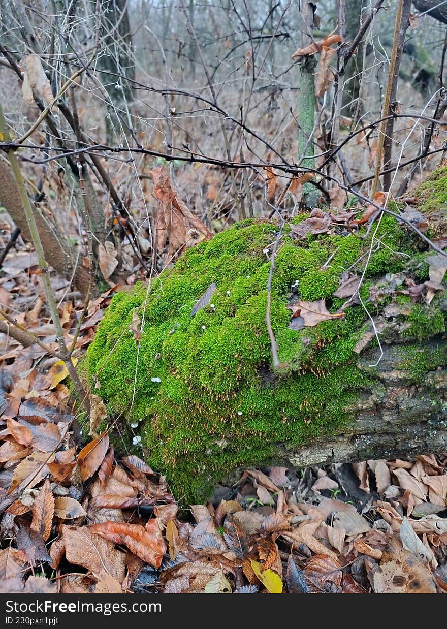 Green moss in the forest