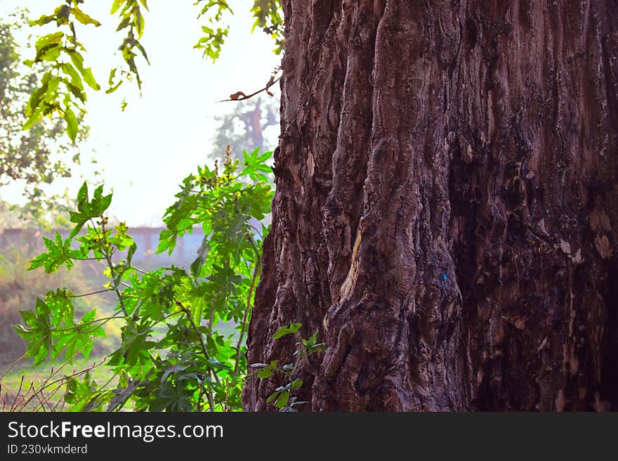 Close-up of a rugged, textured tree trunk standing tall in a natural outdoor setting, bathed in soft, bright sunlight. Lush green