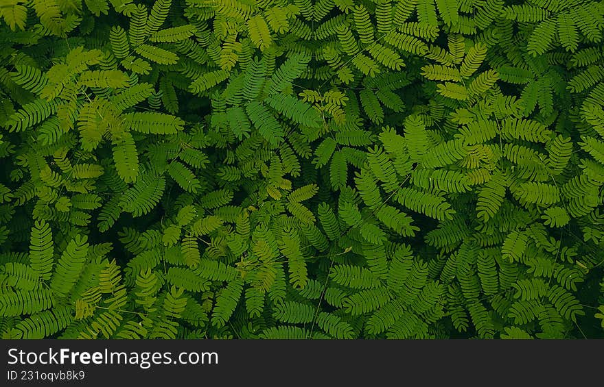 Dense cluster of small green leaves forming a lush natural pattern