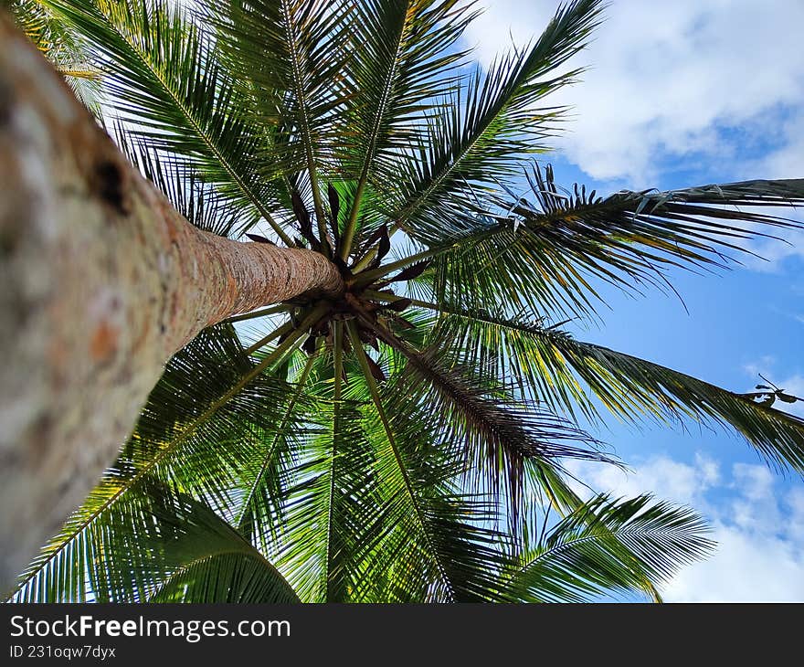 A towering palm tree rises toward clear blue sky with sunlit green fronds