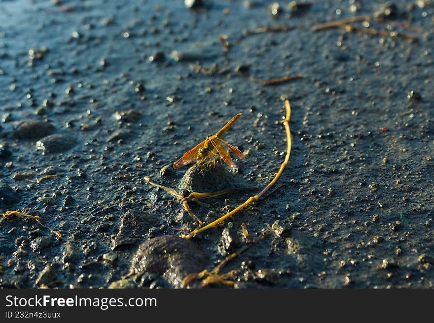 A yellow dragonfly approaching orange is enjoying the morning
