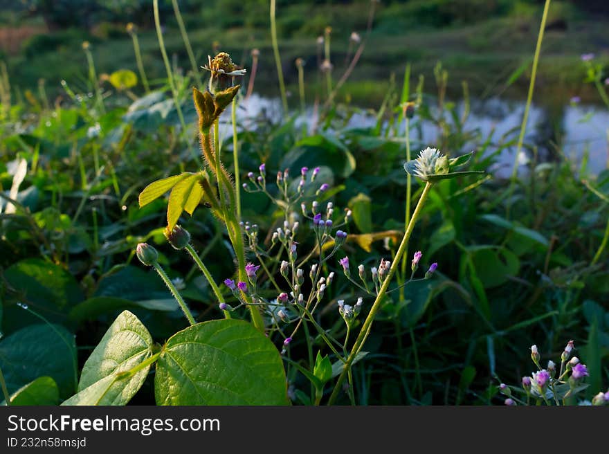 spring wildflowers in the morning