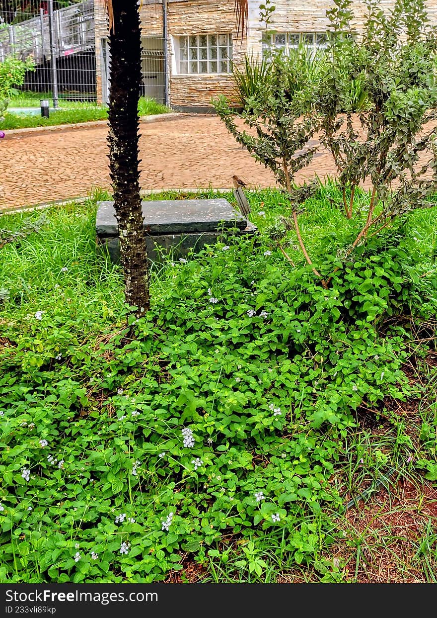 A ground-level view of a landscaped garden area showing dense, green foliage used as groundcover, dotted with small, light-blue fl