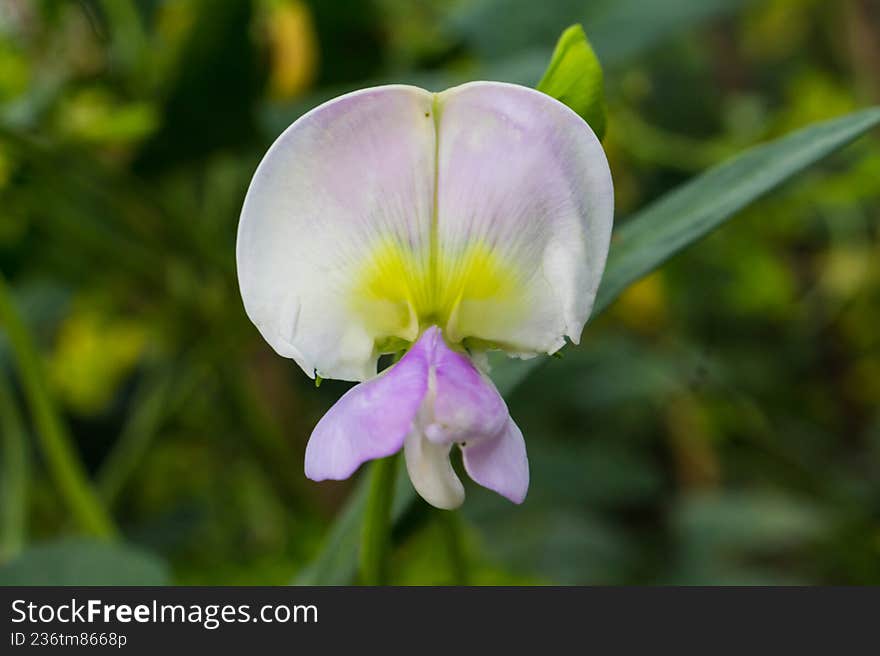 long bean flowers that bloom