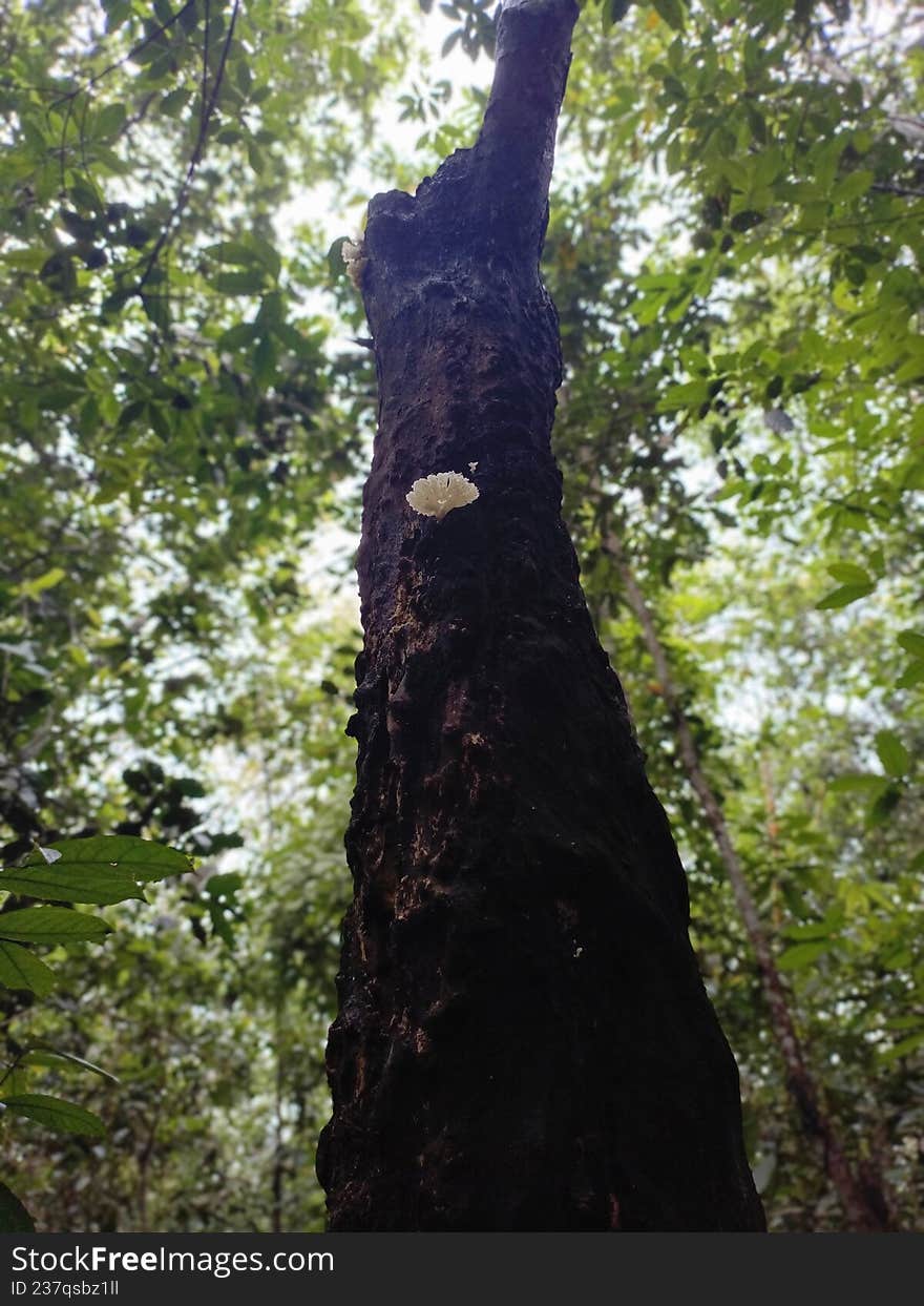 A low-angle shot (worm's eye view) of a tall, dark, and rugged tree trunk reaching toward the bright canopy. A single, small white or cream-colored fungus stands out brightly against the rough, dark bark, symbolizing life and contrast within the deep forest ecosystem.