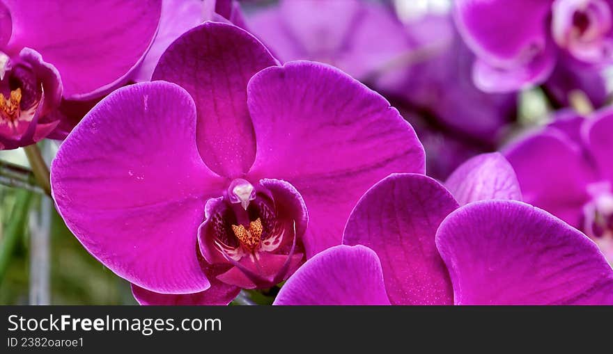Pink and white Phalaenopsis orchids with speckled pattern displayed in focuss